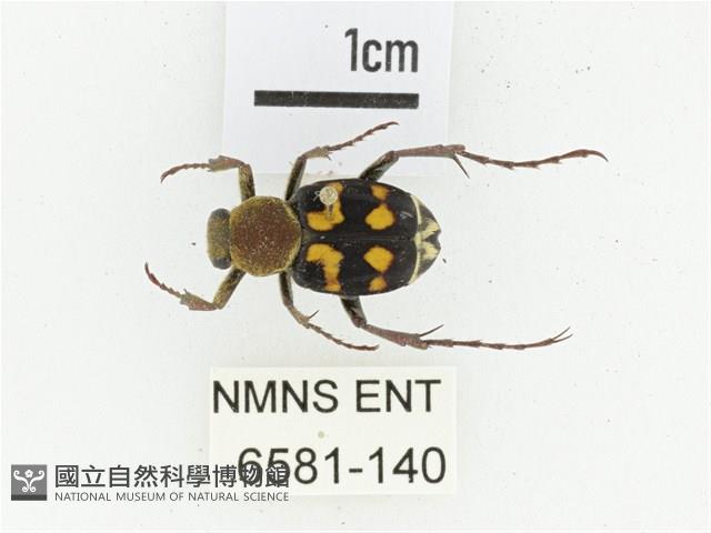 黃肩長腳花金龜藏品圖，第1張