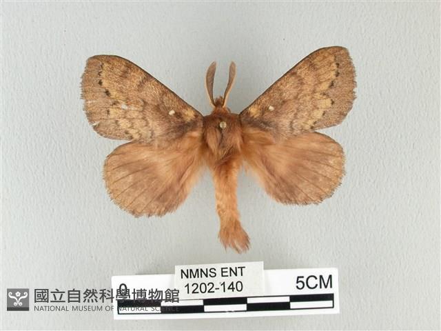 波紋枯葉蛾藏品圖，第1張