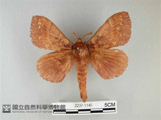 波紋枯葉蛾藏品圖，第1張