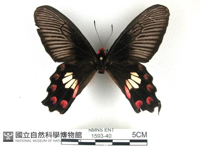 紅珠鳳蝶藏品圖，第1張