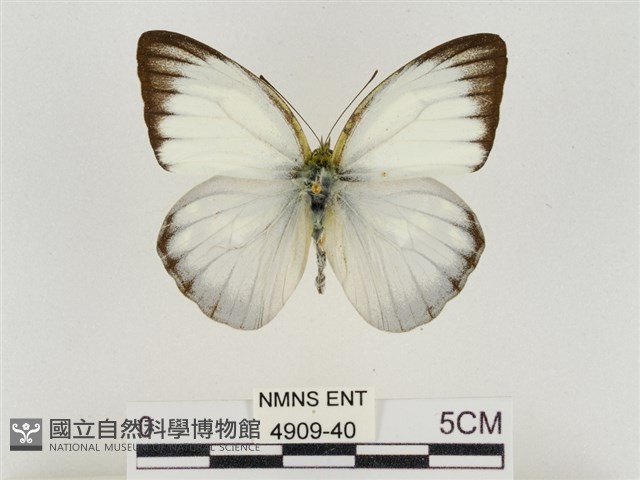 淡褐脈粉蝶藏品圖，第1張