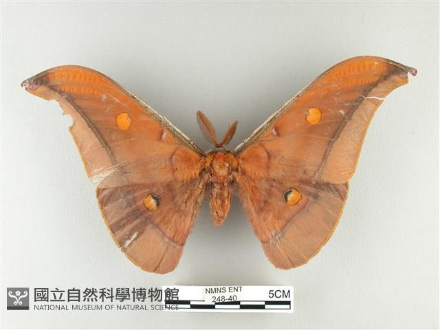 紅目天蠶蛾藏品圖，第1張