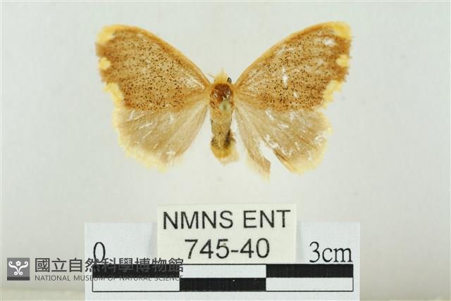 黑翅黃毒蛾藏品圖，第1張