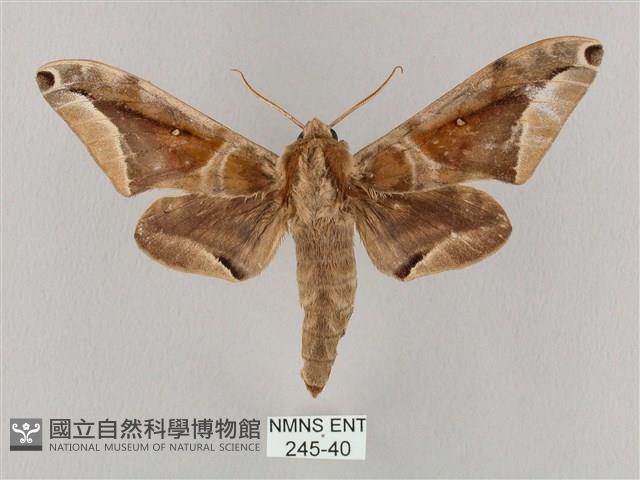 白點天蛾 藏品圖，第1張