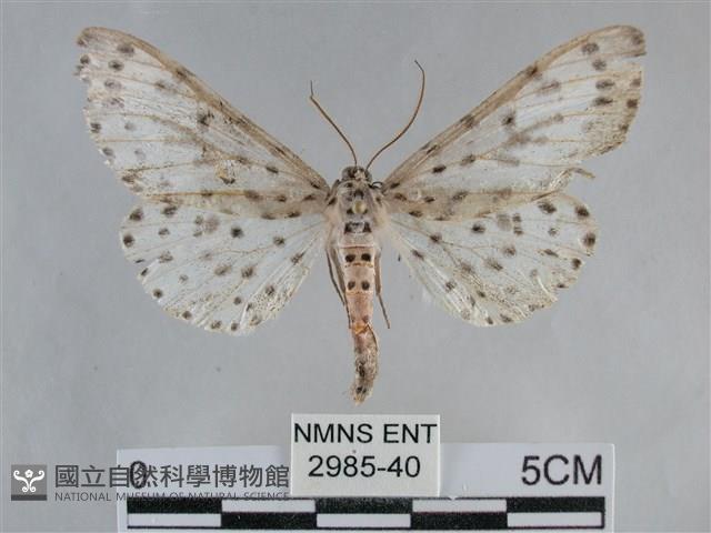 大胡麻斑星尺蛾藏品圖，第1張