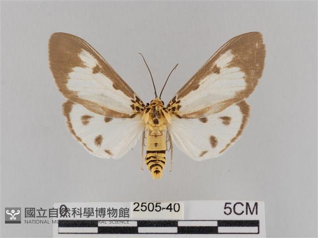 長斑擬燈蛾藏品圖，第1張