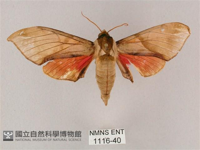 榆綠天蛾藏品圖，第1張