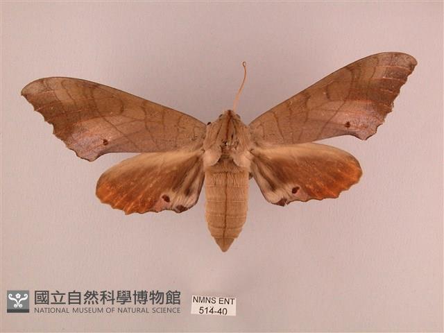 栗六點天蛾藏品圖，第1張