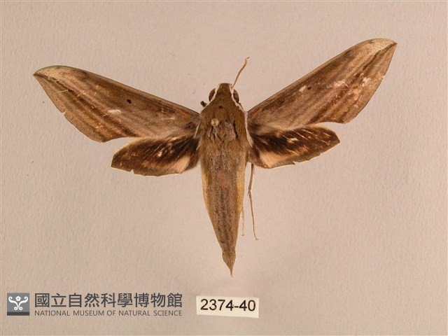 背線天蛾藏品圖，第1張