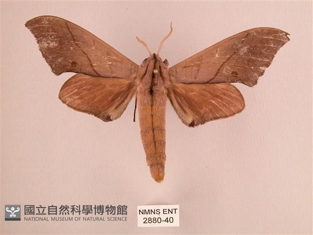 直翅六點天蛾藏品圖，第1張