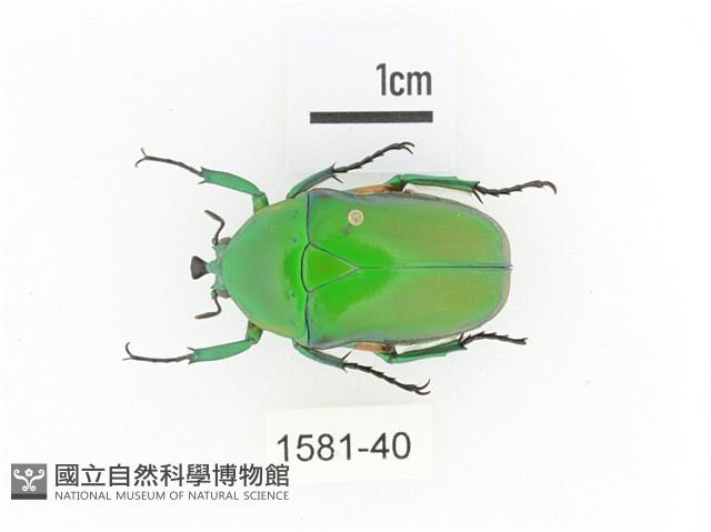 小扇角金龜藏品圖，第1張