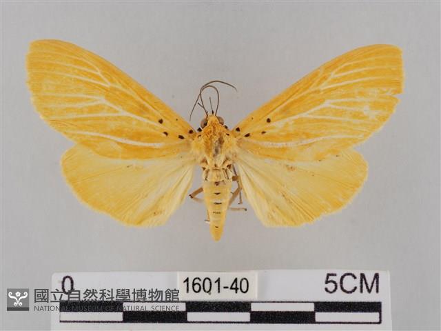 橙擬燈蛾藏品圖，第1張