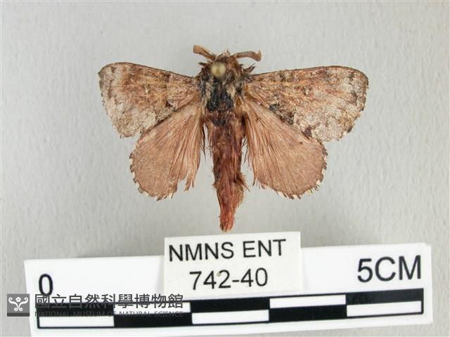 銀肩枯葉蛾藏品圖，第1張