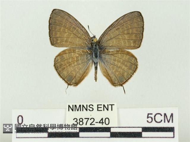 Accession Number:003872-00040 Collection Image, Figure 1, Total 3 Figures