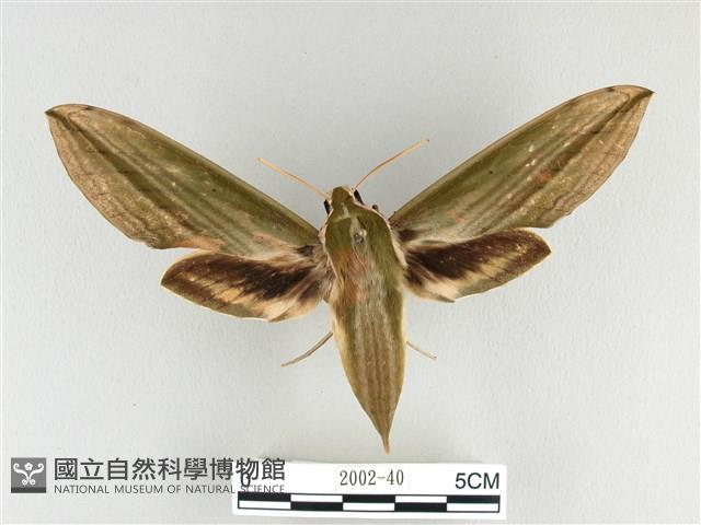 泛綠背線天蛾藏品圖，第1張