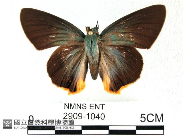 綠弄蝶藏品圖，第1張