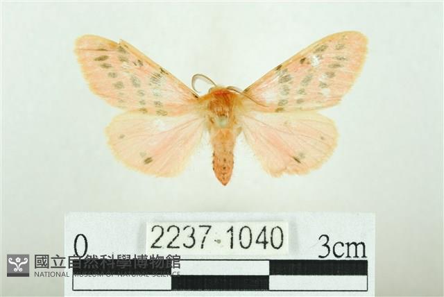 三條橙燈蛾藏品圖，第1張