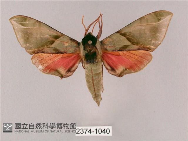 榆綠天蛾藏品圖，第1張