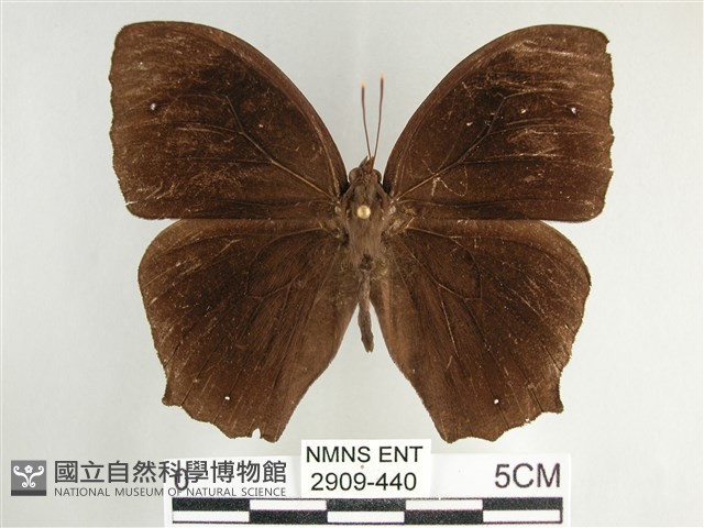 森林暮眼蝶、黑樹蔭蝶藏品圖，第1張