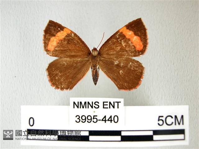 帶錨紋蛾藏品圖，第1張