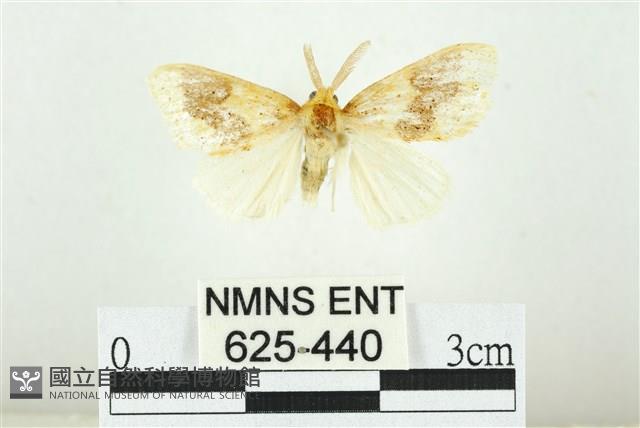 寬紋黃毒蛾藏品圖，第1張