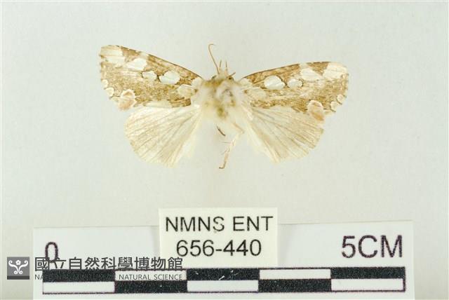 連珠波紋蛾藏品圖，第1張