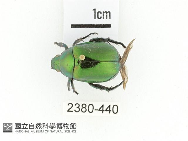 艷金龜藏品圖，第1張