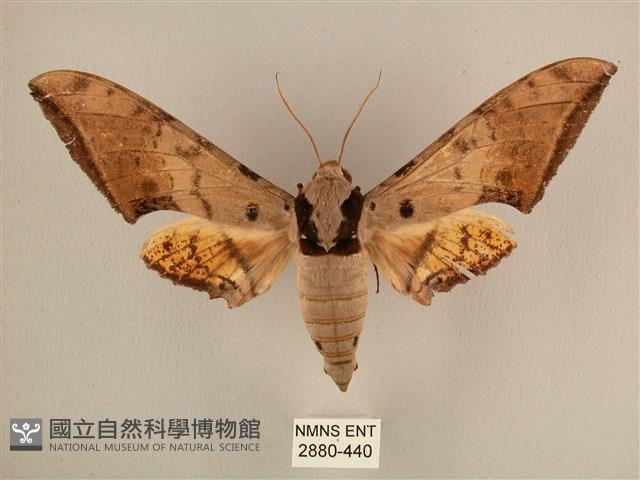 臺灣鷹翅天蛾藏品圖，第1張