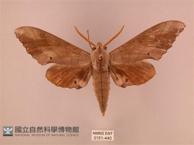 栗六點天蛾藏品圖，第1張