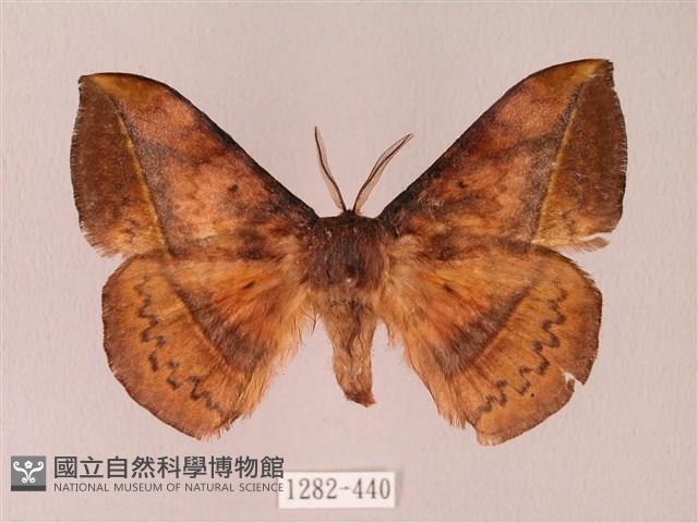 阿里山絨帶蛾藏品圖，第1張
