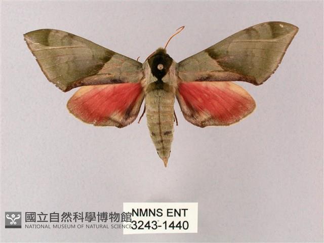 榆綠天蛾藏品圖，第1張