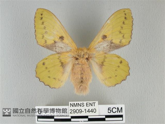 青枯葉蛾藏品圖，第1張