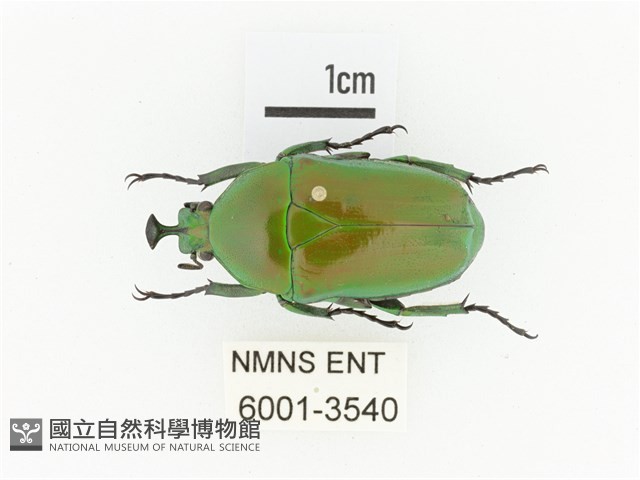 臺灣扇角金龜藏品圖，第1張