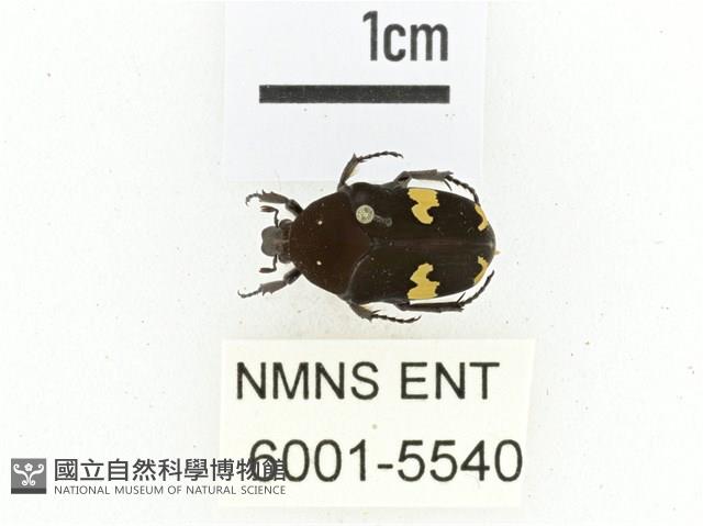 灰斑擬黑花金龜藏品圖，第1張