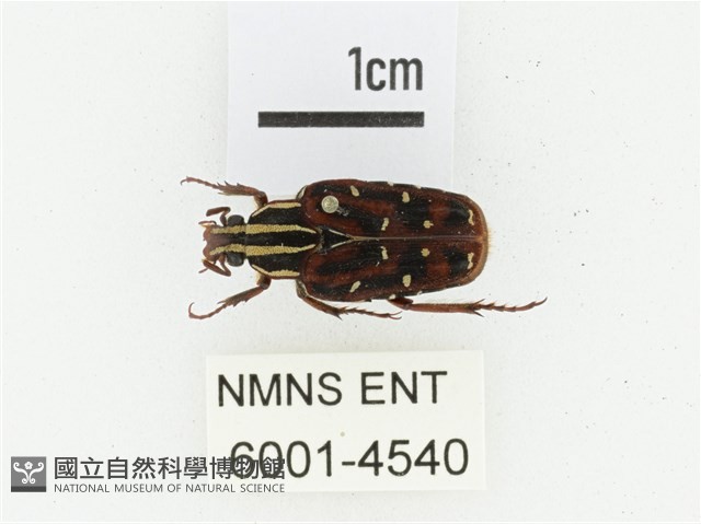 巴蘭陷紋金龜藏品圖，第1張