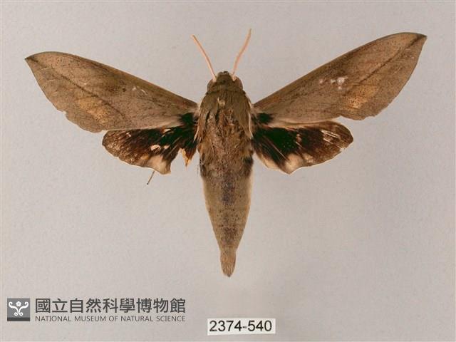 藏斜紋天蛾藏品圖，第1張