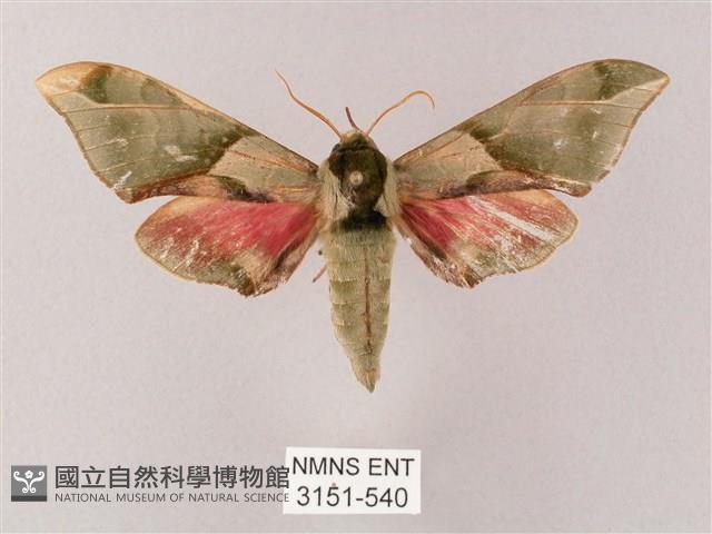 榆綠天蛾藏品圖，第1張