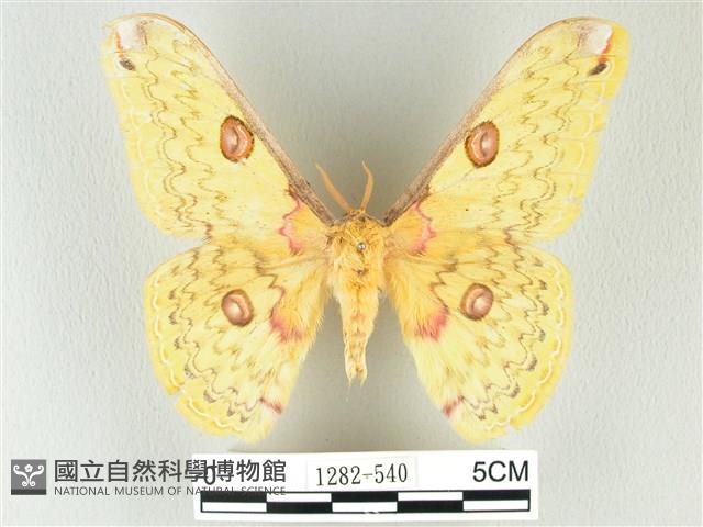 黃豹天蠶蛾藏品圖，第1張