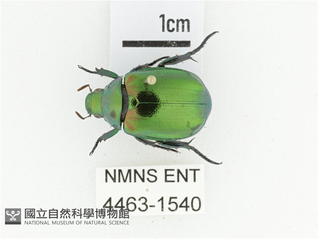 艷金龜藏品圖，第1張