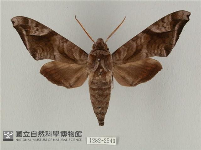 全緣缺角天蛾藏品圖，第1張