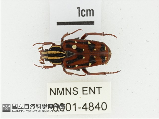 巴蘭陷紋金龜藏品圖，第1張