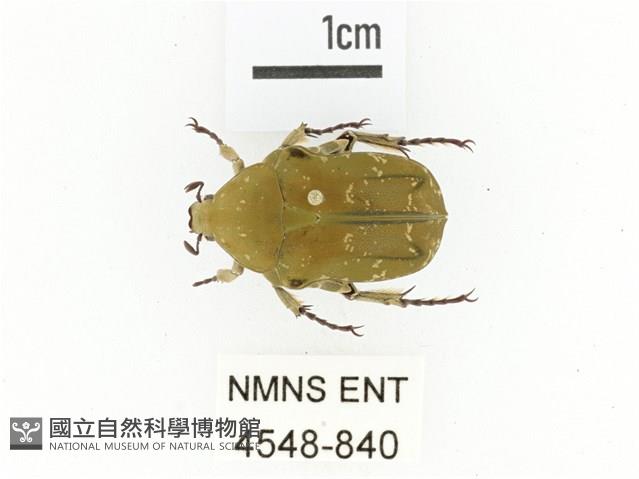 銅點花金龜藏品圖，第1張