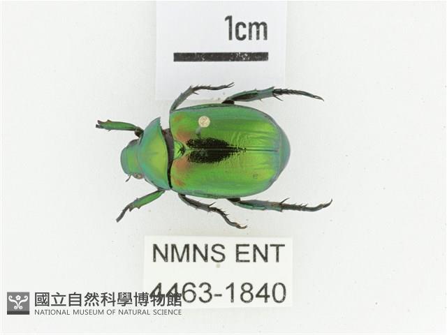 艷金龜藏品圖，第1張