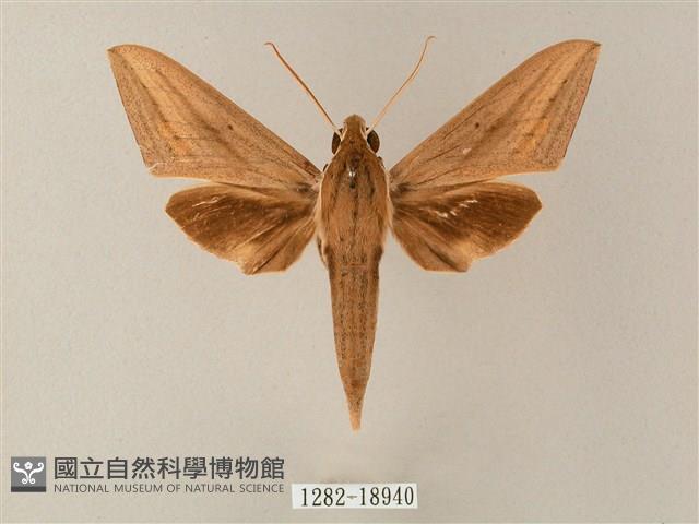 直翅斜紋天蛾藏品圖，第1張