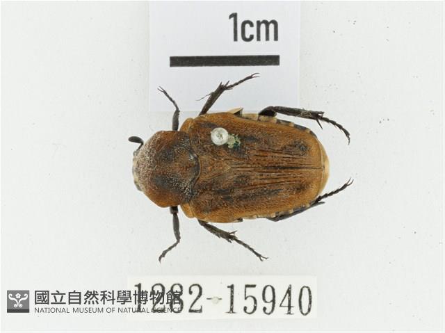 絨毛陷紋金龜藏品圖，第1張