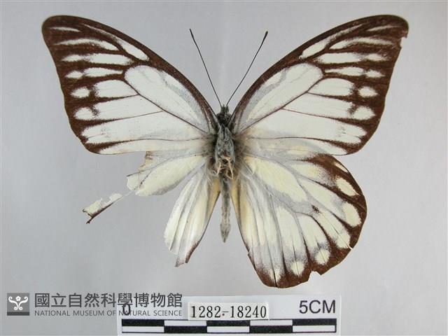 鋸粉蝶藏品圖，第1張