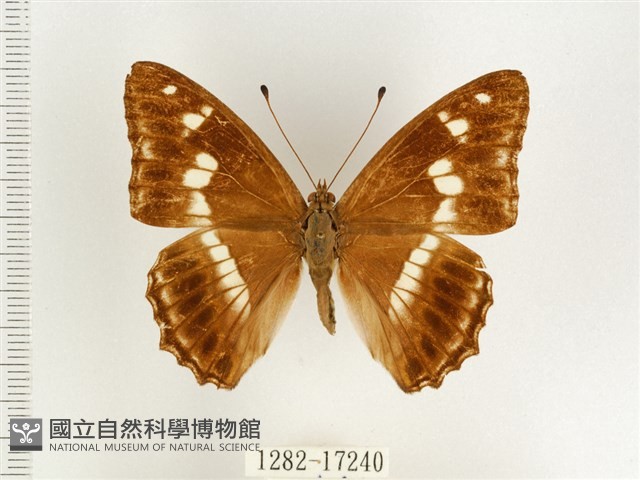 普氏白蛺蝶藏品圖，第1張