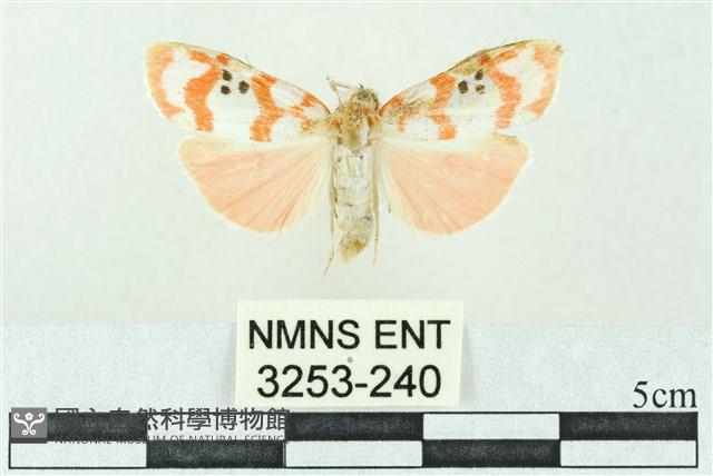 臺雪苔蛾藏品圖，第1張