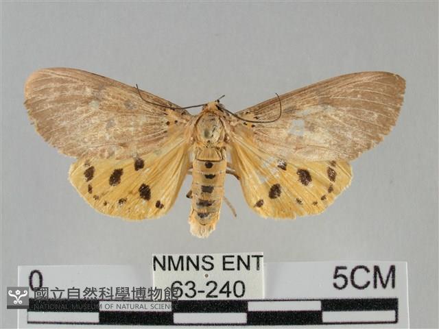 一點擬燈蛾藏品圖，第1張