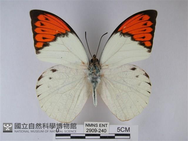 橙端粉蝶、端紅蝶藏品圖，第1張